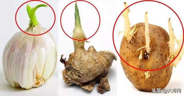 發芽的食物到底哪個能吃，哪個有劇毒？一定看清了！