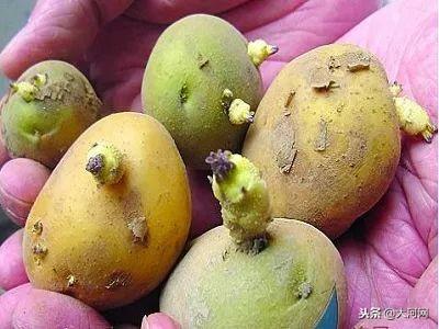 發芽的食物到底哪個能吃，哪個有劇毒？一定看清了！