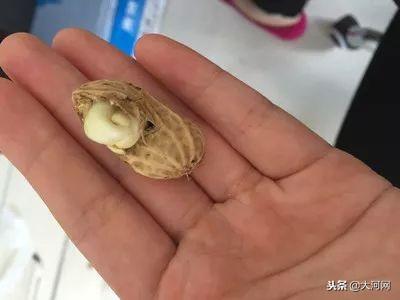 發芽的食物到底哪個能吃，哪個有劇毒？一定看清了！
