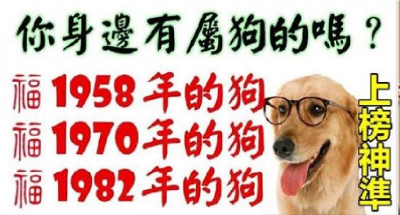 你身邊有屬狗的嗎？1958年，1970年，1982年的生肖狗，一生一世的命運, 神準 