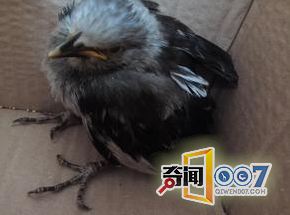 農村老漢救了一隻鳥，牠卻「送來了幾百萬」！眾人驚呼太走運了！ 