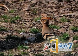 農村老漢救了一隻鳥，牠卻「送來了幾百萬」！眾人驚呼太走運了！ 