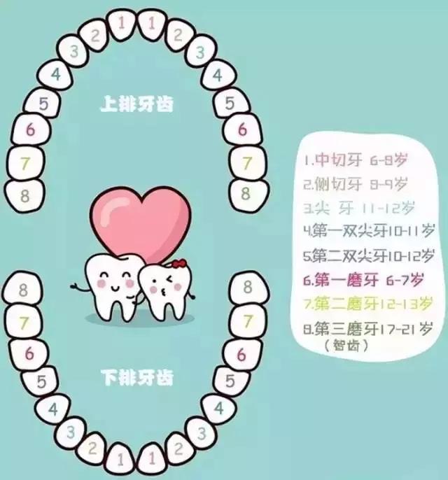 父母必知：兒童換牙時間表，別讓「六齡牙」毀了孩子一生