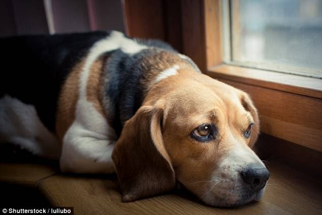 上班時間「留下愛犬獨自在家」，寵物科學家心疼發現：牠們承受著巨大的痛苦