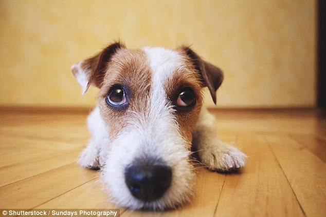 上班時間「留下愛犬獨自在家」，寵物科學家心疼發現：牠們承受著巨大的痛苦