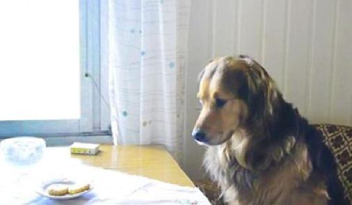 上班時間「留下愛犬獨自在家」，寵物科學家心疼發現：牠們承受著巨大的痛苦