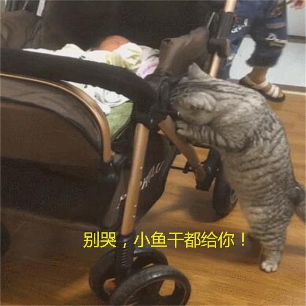 寶寶大哭喵皇急到「縫隙偷看」　緊巴搖籃安慰：小魚乾都給你豪不好～