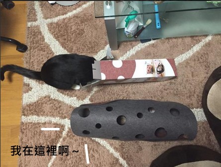 貓奴買貓隧道孝敬貓咪　結果卻．．．