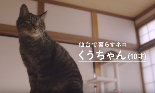 貓咪認得主人的聲音嗎？日本感人廣告告訴你 | 