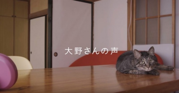 貓咪認得主人的聲音嗎？日本感人廣告告訴你 | 