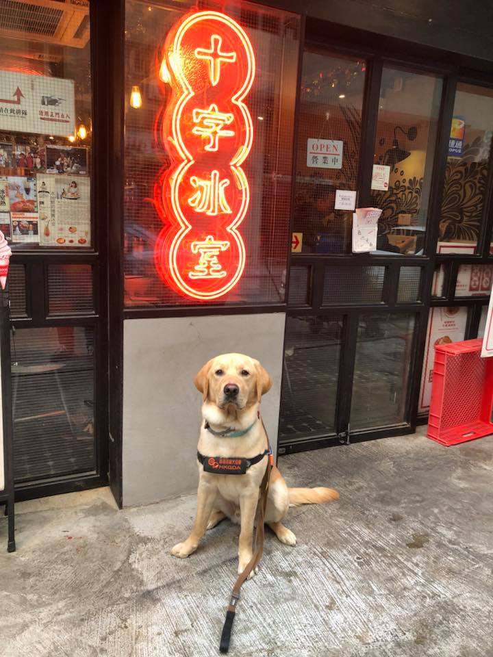 市民要求視障服務犬「會嚇哭小孩」該戴口罩　保護團體傻眼：你見過警犬戴？