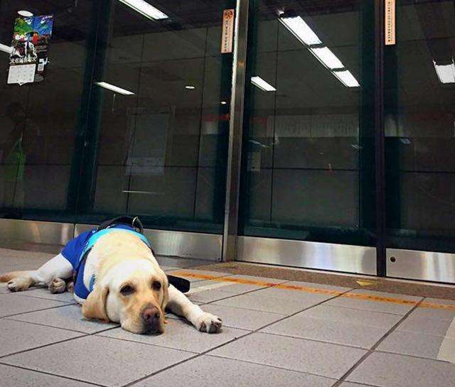 市民要求視障服務犬「會嚇哭小孩」該戴口罩　保護團體傻眼：你見過警犬戴？