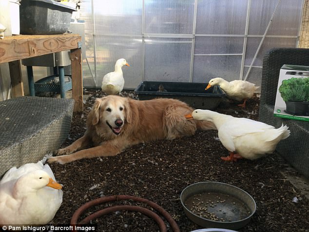 吃貨金「偷吃鴨飼料」天天被追打　兩隻日久生情從仇家變麻吉
