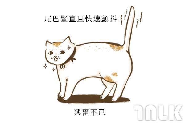 9個貓咪尾巴傳達的訊息！「摸貓摸到尾巴狂甩」好可愛？其實貓咪正在忍耐內心怒火...