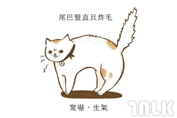 9個貓咪尾巴傳達的訊息！「摸貓摸到尾巴狂甩」好可愛？其實貓咪正在忍耐內心怒火...