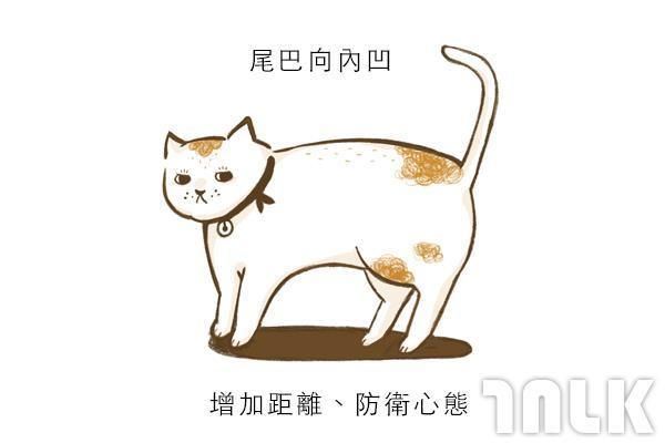 9個貓咪尾巴傳達的訊息！「摸貓摸到尾巴狂甩」好可愛？其實貓咪正在忍耐內心怒火...
