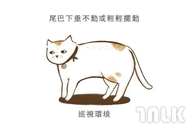 9個貓咪尾巴傳達的訊息！「摸貓摸到尾巴狂甩」好可愛？其實貓咪正在忍耐內心怒火...
