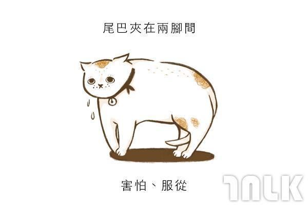 9個貓咪尾巴傳達的訊息！「摸貓摸到尾巴狂甩」好可愛？其實貓咪正在忍耐內心怒火...