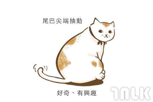 9個貓咪尾巴傳達的訊息！「摸貓摸到尾巴狂甩」好可愛？其實貓咪正在忍耐內心怒火...