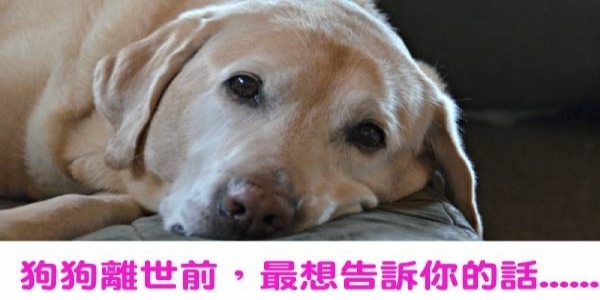 狗狗「離世」前，牠「最想告訴你的27句話」！看到一半哭到不行....