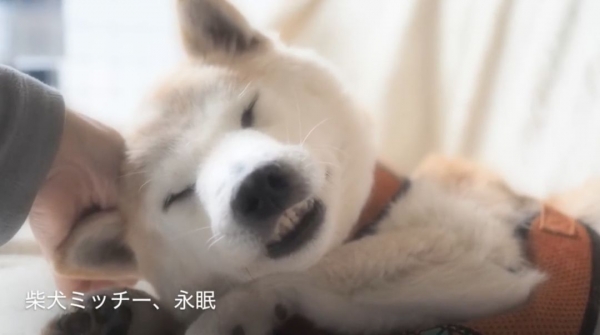 狗狗「離世」前，牠「最想告訴你的27句話」！看到一半哭到不行....