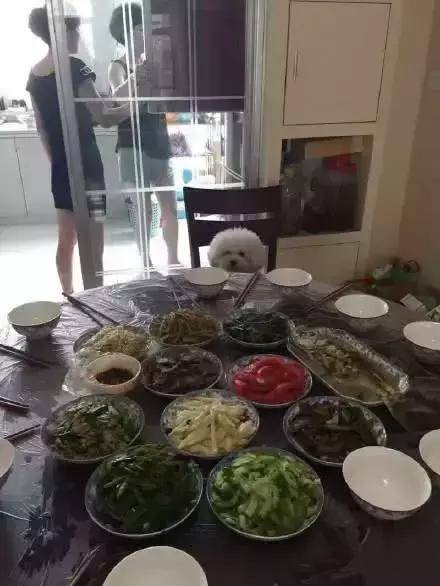 老媽揚言「養狗就滾出去」如今卻「跟狗狗一起歪掉」：還我正常的阿母