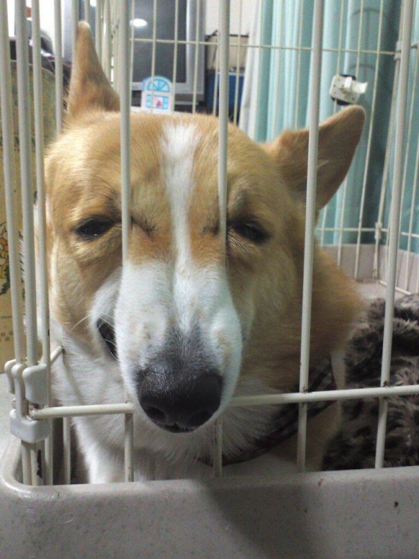 老媽揚言「養狗就滾出去」如今卻「跟狗狗一起歪掉」：還我正常的阿母