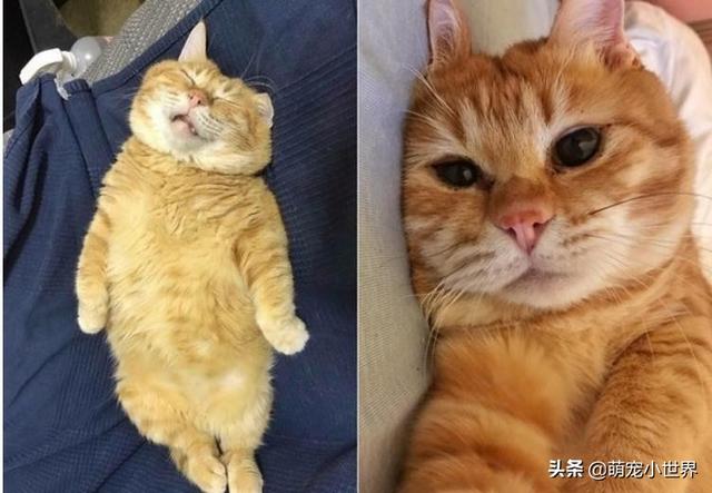 喵睡翻肚肚肉溢出叫不醒萌​​翻，媽媽笑：都趁機剪指甲