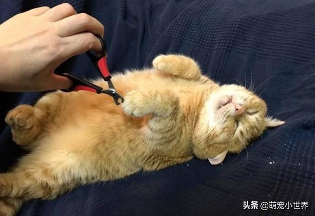 喵睡翻肚肚肉溢出叫不醒萌​​翻，媽媽笑：都趁機剪指甲