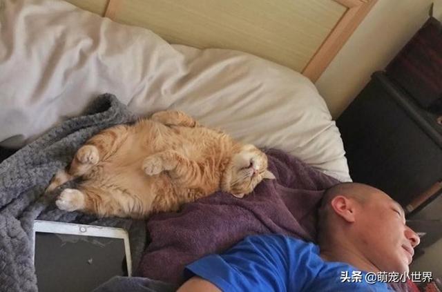 喵睡翻肚肚肉溢出叫不醒萌​​翻，媽媽笑：都趁機剪指甲