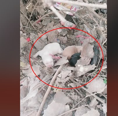 擔心小狗被凍傷，流浪狗媽挨個把小狗送人，隔天小狗卻出現在路邊