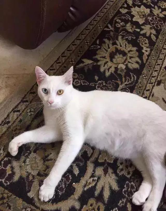 它眼睛失明全身蟎蟲，被領養後的美貌驚艷眾人！