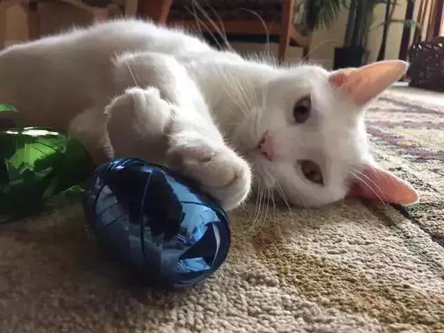 它眼睛失明全身蟎蟲，被領養後的美貌驚艷眾人！