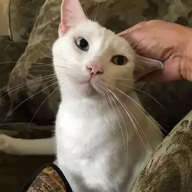 它眼睛失明全身蟎蟲，被領養後的美貌驚艷眾人！