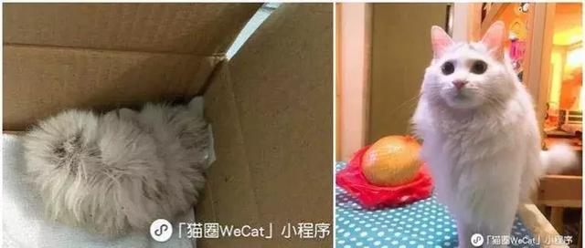 它眼睛失明全身蟎蟲，被領養後的美貌驚艷眾人！
