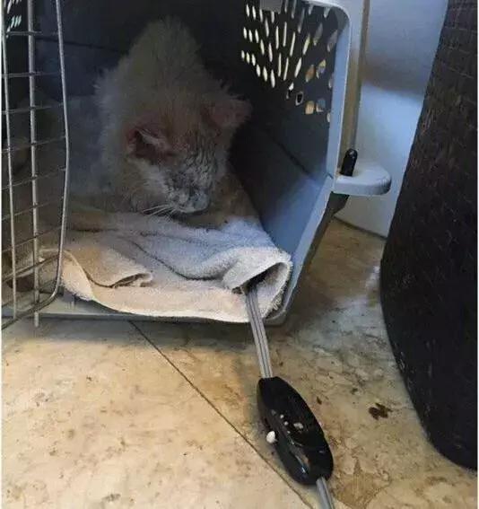它眼睛失明全身蟎蟲，被領養後的美貌驚艷眾人！
