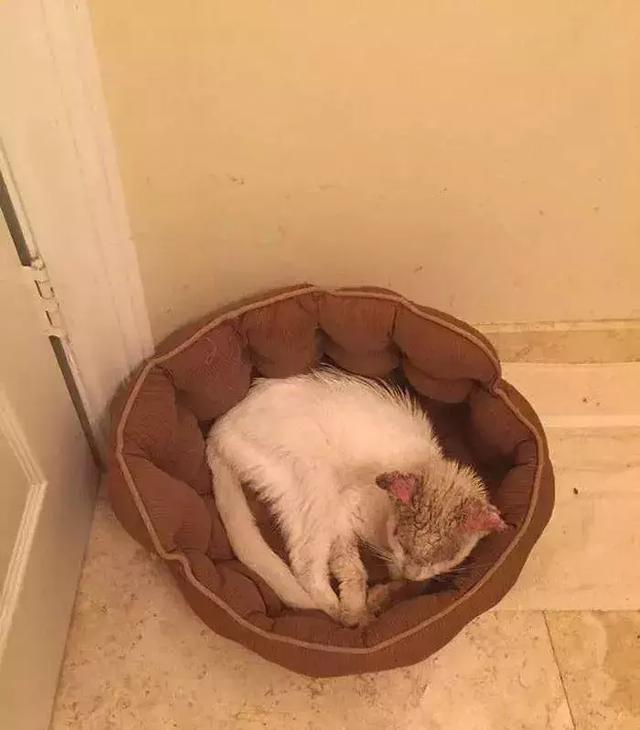 它眼睛失明全身蟎蟲，被領養後的美貌驚艷眾人！
