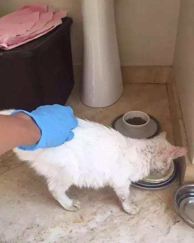 它眼睛失明全身蟎蟲，被領養後的美貌驚艷眾人！