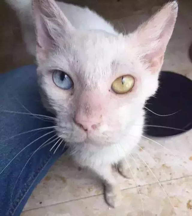 它眼睛失明全身蟎蟲，被領養後的美貌驚艷眾人！