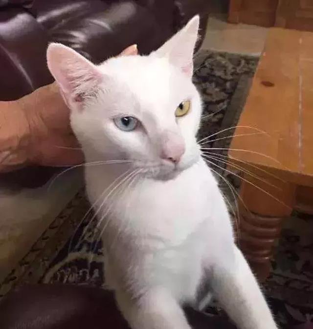 它眼睛失明全身蟎蟲，被領養後的美貌驚艷眾人！