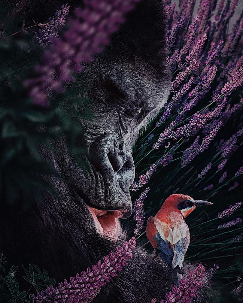 16張「快要不存在世上」的瀕危動物超美畫作　超仙白獅子的「細節含意」值得好好思考~~美到想當桌面