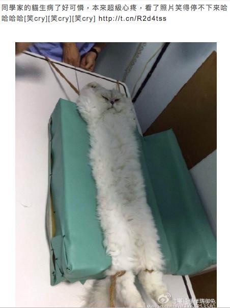 貓貓生病被帶到醫院照X光，沒想到這檢查的照片ＰＯ出來笑翻一堆網友