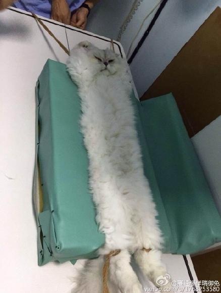 貓貓生病被帶到醫院照X光，沒想到這檢查的照片ＰＯ出來笑翻一堆網友