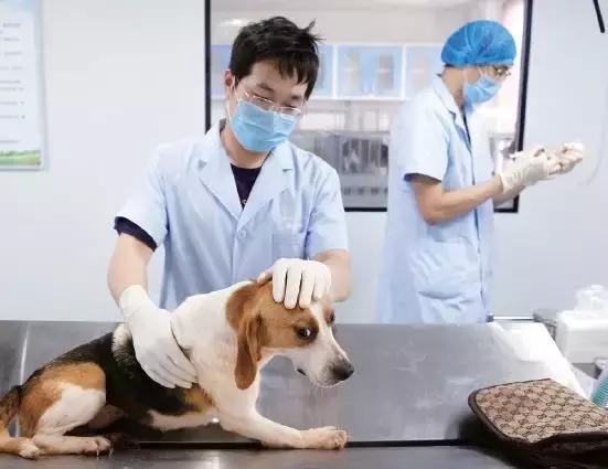 38萬元克隆一隻狗，讓你家原來的那隻愛寵「回來」