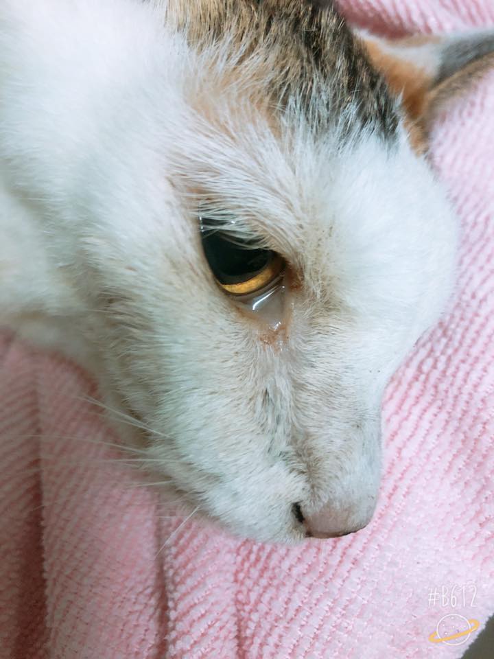 謝謝妳22年的陪伴！老貓「含淚最後一次告別」　伸手安撫馬麻：我會想妳的
