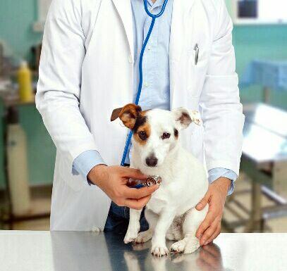 和狗狗長期一起睡的5大危害，我想你需要了解清楚