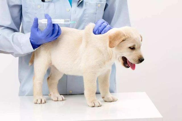 狂犬病潛伏期長達20年？正確認識和預防狂犬病避免盲目恐慌
