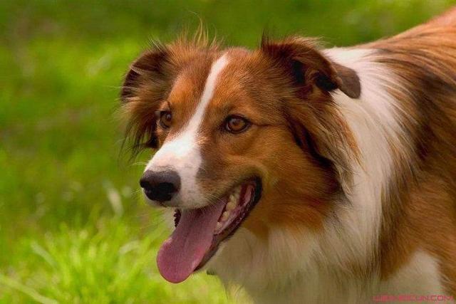 狂犬病潛伏期長達20年？正確認識和預防狂犬病避免盲目恐慌