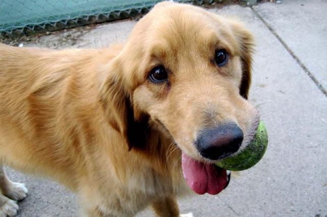 狂犬病潛伏期長達20年？正確認識和預防狂犬病避免盲目恐慌
