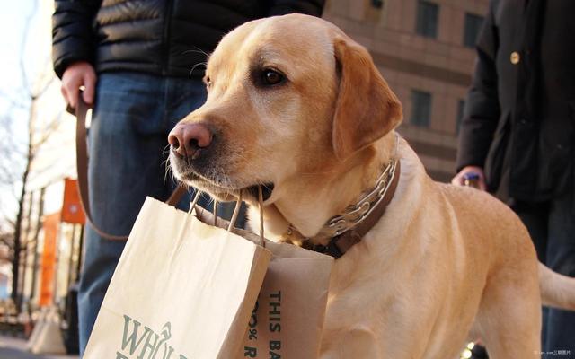 狂犬病潛伏期長達20年？正確認識和預防狂犬病避免盲目恐慌